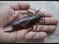 Earwig vs Brain