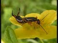 Earwig vs Brain