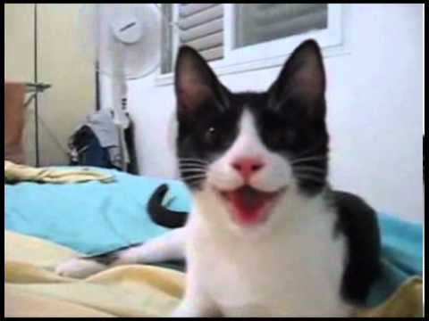 قطة عايشة فى دور كلب 