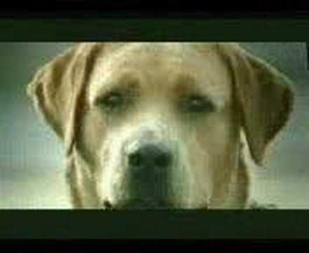 amor es perros. Los Piojos - Amor de Perros; amor es perros. El Amor De Perros