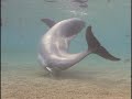 Incredible Dolphin Birth at Dolphin Quest Hawaii