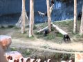 Chuligáni v zoo - bitka
