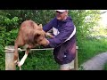 Amazing Dog-Tight Rope Walk Training