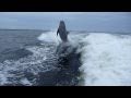 Collision entre deux dauphins qui suivent un bateau. Pas si intelligents que ca finalement :p