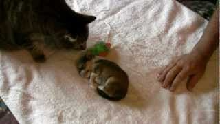 Cute Cats Youtube on Of Comments On Cute Chihuahua Puppy  With Charlie The Cat    Youtube