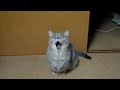 ごはんて言ってる? - GO HA N (Food), He says that?