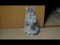 ごはんて言ってる? - GO HA N (Food), He says that?