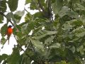 Scarlet Minivets @ Maredumilli - Eastern Ghats - Andhra Pradesh