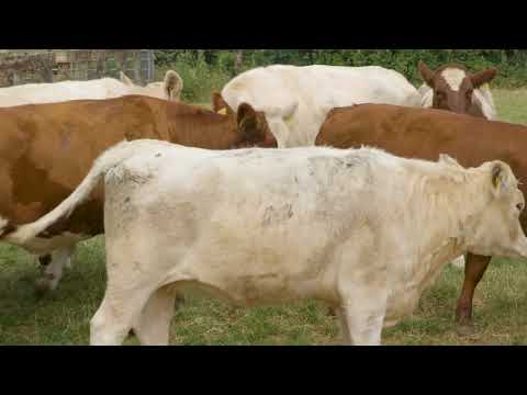 Dectomax Pour On (Doremectin)