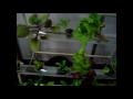 Sistema NFT (Nutrient Film Technique)