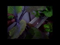 Sistema NFT (Nutrient Film Technique)