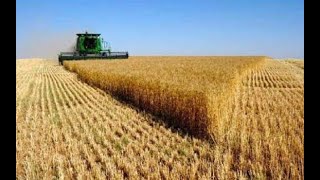 ماهي حلول أزمات قضية القمح في السودان؟ | المشهد السوداني
