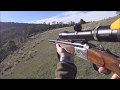 Sambar Hound Hunt Victoria 06052017