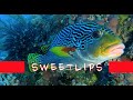 Video of Sweetlips