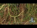 Python kills Pig 01 - Dangerous Animals