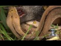 Python kills Pig 01 - Dangerous Animals