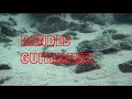 Video of Banded Guitarfish
