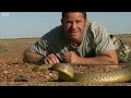 The most venemous snake on earth! - Deadly 60 - BBC