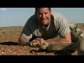 The most venemous snake on earth! - Deadly 60 - BBC