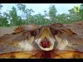 Meet the Bicycle Lizard