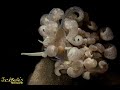 Video of Phyllodesmium parangatum