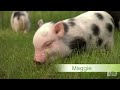 Perfectly Precious Potbelly Pigs | Too Cute!