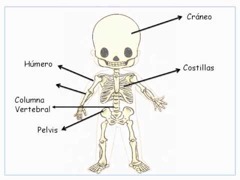 El esqueleto humano para niños de infantil - Imagui El esqueleto humano para niños de infantil - Imagui