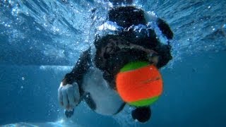 Caes em super slow motion