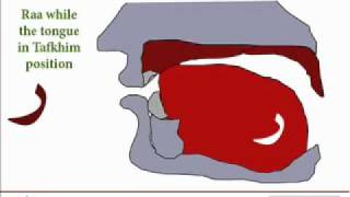 12/16 Tajweed in English - The tongue makhraj ( ر )