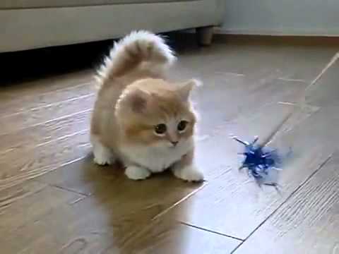 Youtube Cute Cats on Download Cute Fluffy Kittens Drinking Video At Savevid Com