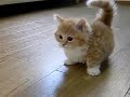 Fluffy Kitten does not know what to do.