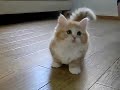 Fluffy Kitten does not know what to do.