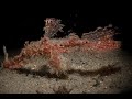 A Roughsnout Ghost Pipefish