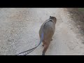 Capybara Jogging