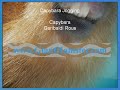 Capybara Jogging