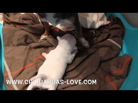 Click to View : Cachorro chihuahua de dos semanas