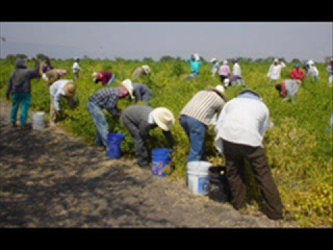 Narco Video