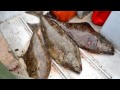 Alaska Fishing Trip - Green Rocks Lodge 2012