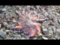 Alaska Fishing Trip - Green Rocks Lodge 2012