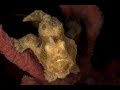 Video of Painted Frogfish