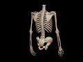 The Human Skeleton