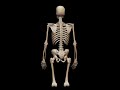The Human Skeleton
