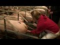 Sexual exploitation in animal agriculture