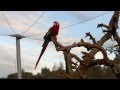Le Ara au Jardin Zoologique de Rabat - الببغاء الإستوائي بحديقة الرباط