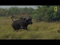 Buffalo Bull Chase - The Last Lions Deleted Scenes