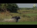 Buffalo Bull Chase - The Last Lions Deleted Scenes