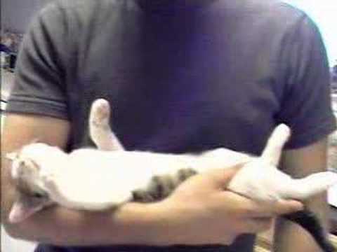 cute and funny cats and kittens. Moo Mooing middot; Puma And Pumpkin