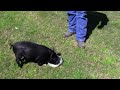 Feral Piglet is Hand-fed and Frolics Like a Puppy