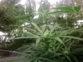 Hydroponic Medical Marijuana under fluorescent lights