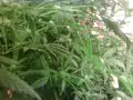 Hydroponic Medical Marijuana under fluorescent lights